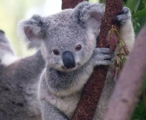 娱乐吃瓜酱胆小的考拉,揭秘娱乐圈那些鲜为人知的幕后故事  第3张